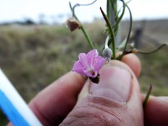 Convolvulus graminetinus