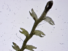 Odontoschisma fluitans