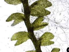 Odontoschisma fluitans