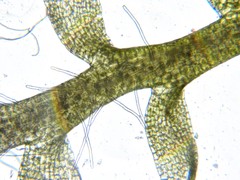 Odontoschisma fluitans