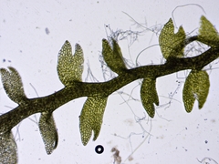 Odontoschisma fluitans