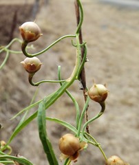 Convolvulus graminetinus