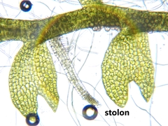 Odontoschisma fluitans