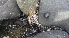 Phyllospadix scouleri