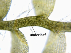 Odontoschisma fluitans