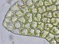 Odontoschisma fluitans