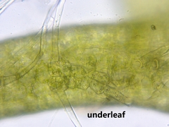 Odontoschisma fluitans