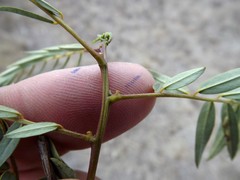 Senna barclayana