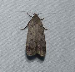 Anacampsis innocuella