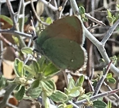 Callophrys affinis
