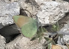 Callophrys affinis