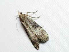 Heteromicta tripartitella