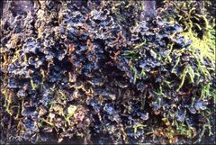 Peltigera dolichorhiza