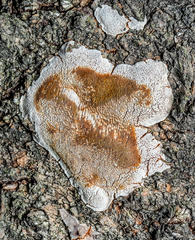 Phellinus prunicola