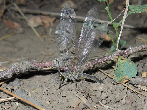Four-spotted antlion, Донецкая область, Украина, photo 7 of 10