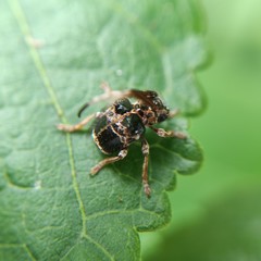 Tessarecphora arachnoides