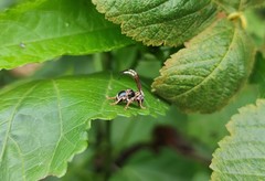 Tessarecphora arachnoides