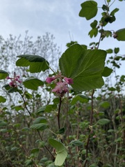 Ribes sanguineum glutinosum