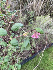 Ribes sanguineum glutinosum
