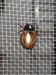 Anomala testaceipennis