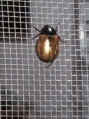 Anomala testaceipennis