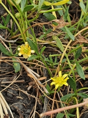 Ranunculus diminutus