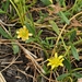 Ranunculus diminutus - Photo (c) Michael Longmore, algunos derechos reservados (CC BY-NC), subido por Michael Longmore