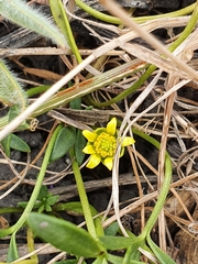 Ranunculus diminutus