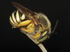 Trachusa