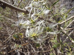 Clematis decipiens