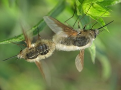 Bombylius analis