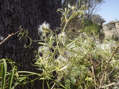 Clematis decipiens