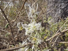 Clematis decipiens