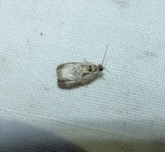 Olethreutes malana