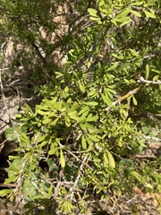 Sideroxylon celastrinum