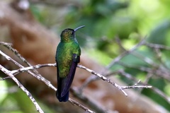 Chalybura buffonii