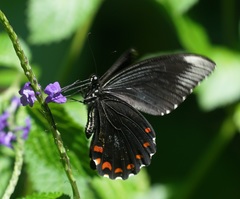 Papilio ambrax
