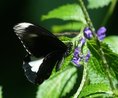 Papilio ambrax