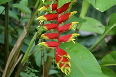 Chalybura buffonii