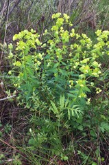Euphorbia purpurea