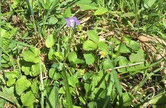 Viola appalachiensis