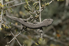 Strophurus intermedius