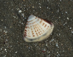 Tivela