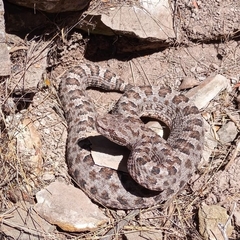 Bothrops ammodytoides
