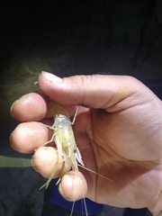 Macrobrachium australiense