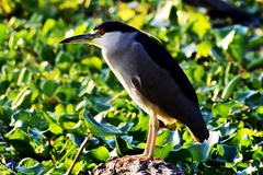 Nycticorax nycticorax
