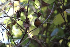 Cinnycerthia unirufa