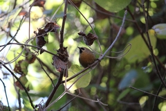 Cinnycerthia unirufa