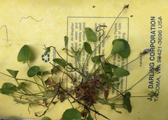 Viola appalachiensis