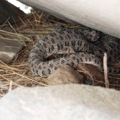 Bothrops ammodytoides